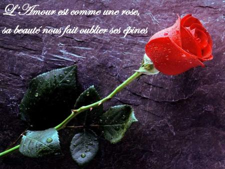 fleur de mon coeur